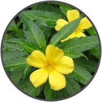 Damiana plant with yellow flowers