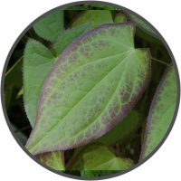 Epimedium Leaves