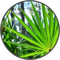 saw palmetto