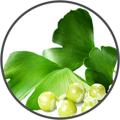 Ginkgo Biloba